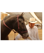 Horse Halter, Sierra Horse Halter, The Original Gentle Training Tool Horsetack - $94.00