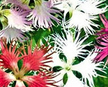 Beautiful Fringed Assorted Flower Seeds 200 Seeds Fast Shipping - $7.99