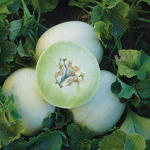 Honey Dew Green Flesh Cantaloupe Seeds 50 Fruit Melon Fresh Garden - $3.98
