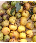 Wild pear, Pyrus pyraster 25 seeds (G 039) - £1.58 GBP