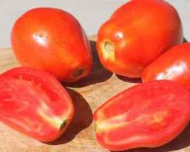 SGH 50 Seeds Yaqui Tomato Tomatoe Vegetable Garden Edible Canning - $5.49