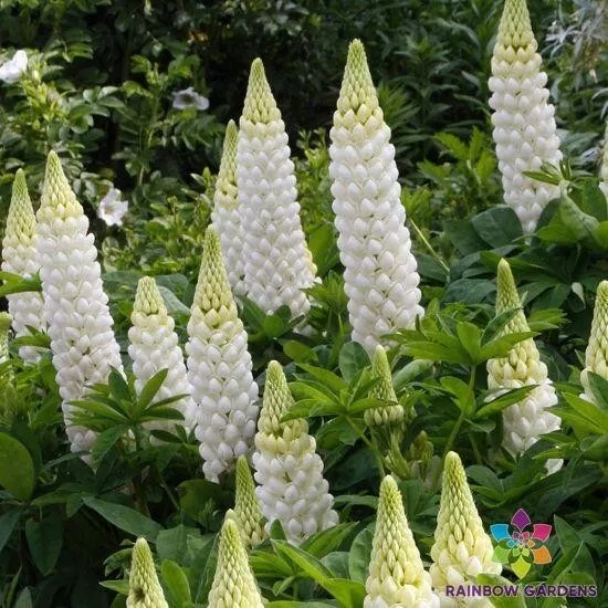 BStore 25 Gallery White Lupine For Garden Planting Seeds Starter Kits - £8.68 GBP