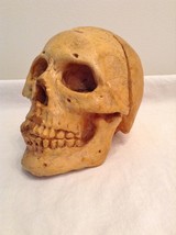 Rare Vintage Gag Studios Reaper Skull 7&quot; Tall Prop Realistic Haunted House - $15.45