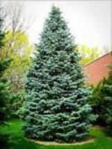 20 seeds Christmas Day Spruce {Picea meyeri} Blue Needles  - £11.16 GBP