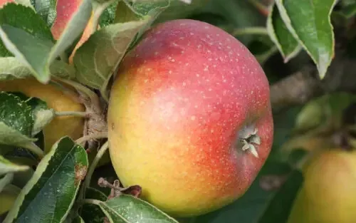 25 Court Pendu Plat Apple Seeds for Garden Planting - $5.48
