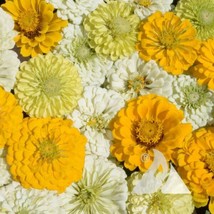 100 seeds Zinnia LEMON MERINGUE Mix Flowers Pollinators Butterflies Love NonGMO - £9.35 GBP