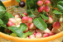 10 Indian Cherry Rhamnus caroliniana Deciduous Tree seeds  - £4.72 GBP