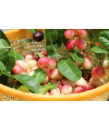 10 Indian Cherry Rhamnus caroliniana Deciduous Tree seeds  - $9.38