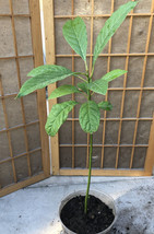 Avocado Fruit Tree Seedling 15 Inch Live Plant Ready To Plant No Pot USA Seller - $85.98