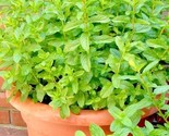 300 Seeds Spearmint Seeds Organic Herb Mint Tea Patio Container Vegetabl... - $8.99