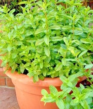 300 Seeds Spearmint Seeds Organic Herb Mint Tea Patio Container Vegetable Garden - £7.18 GBP