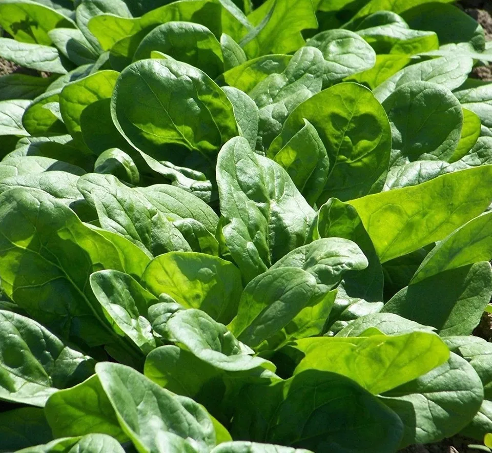BStore 75 Viroflay Spinach Monstrueux De Viroflay Seeds Starter Kits - $183.76 MXN