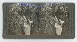 c1900&#39;s Real Photo Stereoview Gathering Luscious Fruit of Mango Tree Mexico - £7.57 GBP