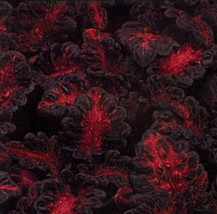 Black Dragon Coleus 40 Seeds Fresh Garden - $4.02