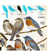 Bluebirds Western Eastern Mountain 1966 Color Bird Art Print Nature ADBN1p - $363.77 MXN