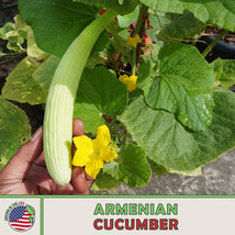 AD 20 Armenian Cucumber Seeds Heirloom Non Gmo Home Garden - $13.26