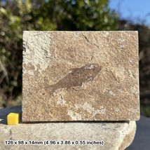 Knightia Alta Fish Fossil in Matrix, USA, Eocene, UK Seller - $36.94