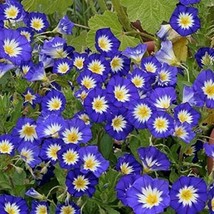 Sh Morning Glory Dwarf Royal Ensign Heirloom Blue Flowers 50 Seeds! - £7.13 GBP