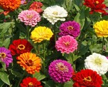 250 California Giant Zinnia Colorful Fast Shipping - $8.99