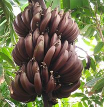 Cuban Red Banana Plant - AKA Red Dacca - Live Plant - $19.77