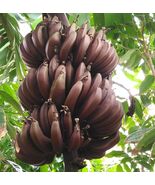 Cuban Red Banana Plant - AKA Red Dacca - Live Plant - $19.77