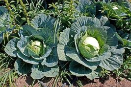 200 Cabbage Seeds  Brunswick  - $3.99