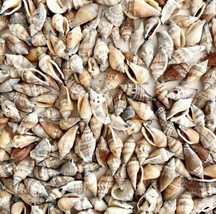 Sea Shells Lot Of 325 Bulk Buy Maine Coast Blue Brown White Gray Mixed C... - £27.53 GBP
