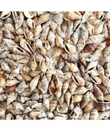 Sea Shells Lot Of 325 Bulk Buy Maine Coast Blue Brown White Gray Mixed C... - £27.64 GBP