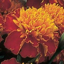 50 Marigold Janie Spry French Flower Seeds - £16.89 GBP