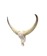 Watusi Skull Real Watusi Cattle Skull TAXIDERMY SKULL Bull Skull 40Lx27W... - $10,139.74 MXN