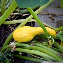 50 Yellow Crookneck Squash Summer Cucurbita Pepo Crooked Neck Vegetable Seeds US - $6.45