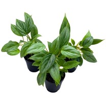 Philodendron Sodiroi 2 inch Set of 3 Silver Leaf Philo Tiny Mini Pixie Plants - £22.24 GBP