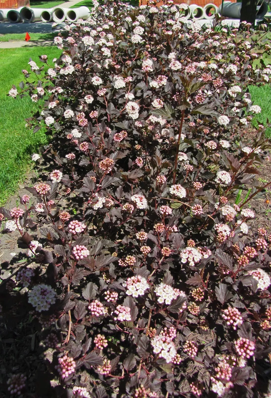 Crimson Diablo Ninebark Shrub 2.5&quot;&quot; pot - $24.76