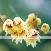 1 Pack Approx 8 Seeds / Pack Chinese Flower Yellow Fragrant Winterseet Chimonant - $7.92