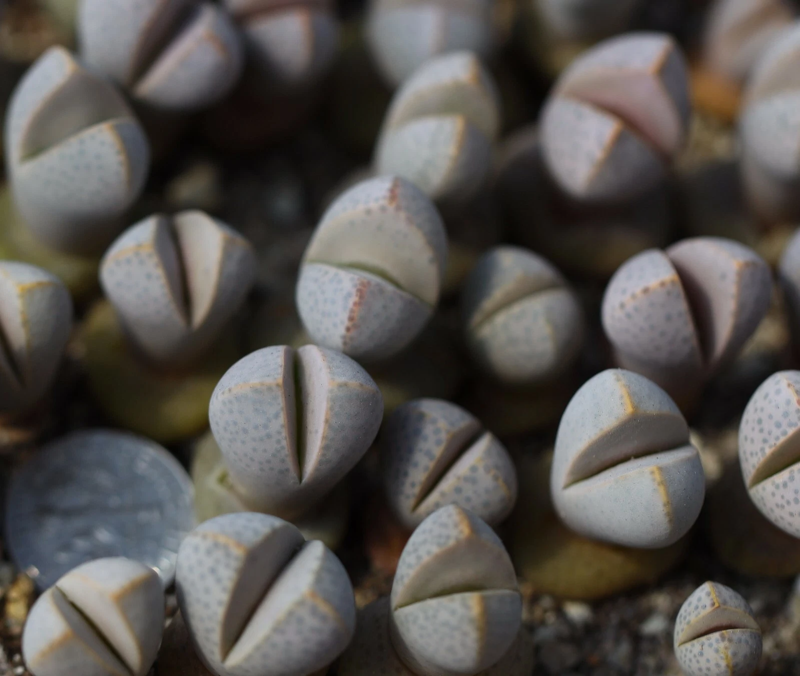 Plant -one- Dintheranthus wilmotianus - $15.12