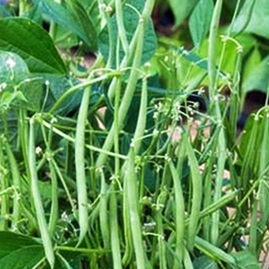 Mascotte Bush Beans Vegetable Fresh Gardening - $18.50