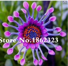 100 pcs/bag Osteospermum seeds,daisy seeds,osteospermum flowers,8 colours,bonsai - £3.05 GBP