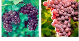 Reliance Seedless grape cuttings 5pcs Garden & Outdoor Living - $71.99