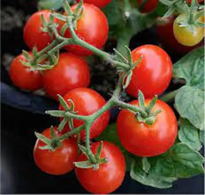 50 Seeds Braveheart Tomato Juicy Tomatoe Garden Food - $6.09