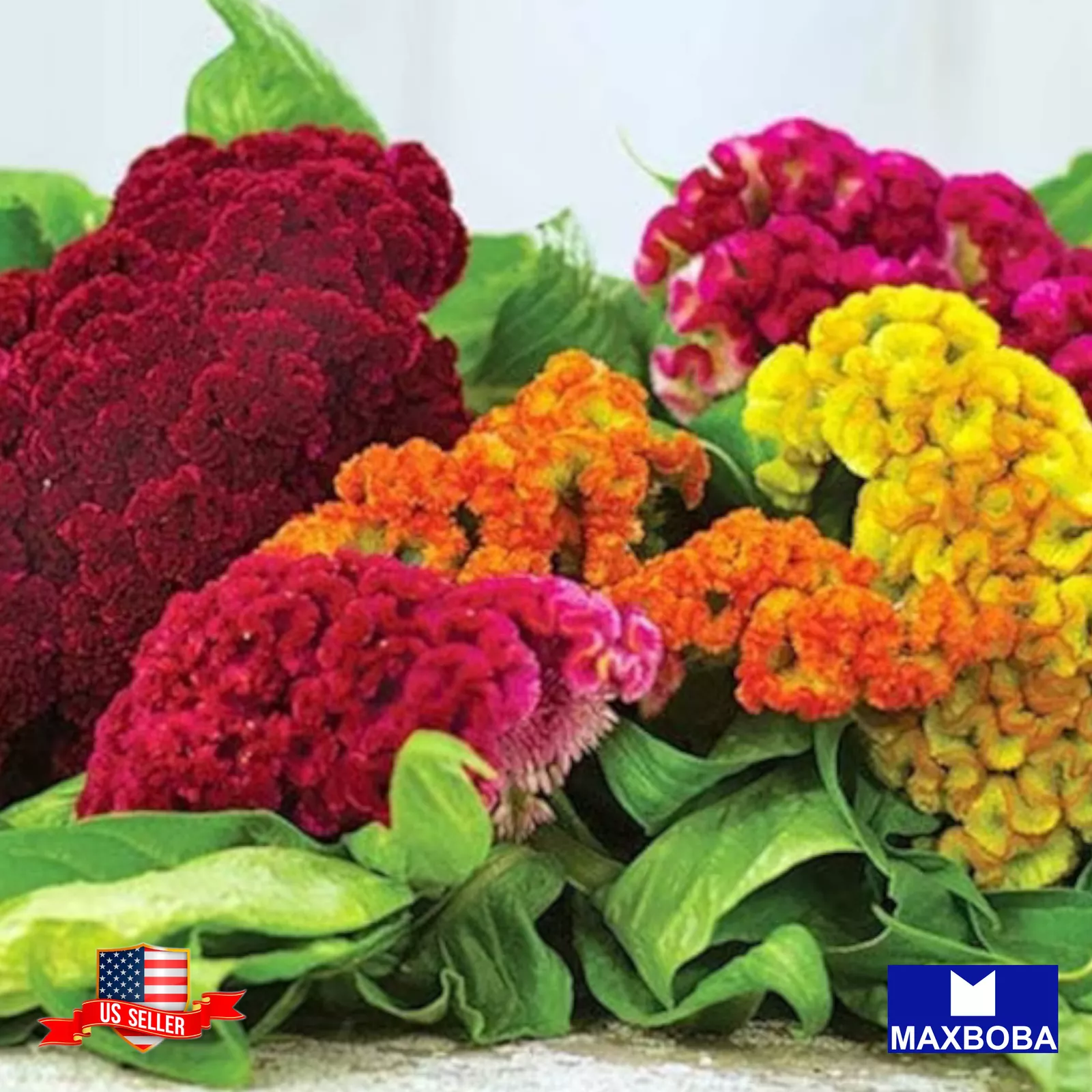 Celosia Seeds Crested Armor Mix Non-GMO - $5.98