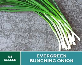 200 Onion Evergreen Bunching Scallions Seed Allium fistulosum Heirloom Vegetable - £12.39 GBP