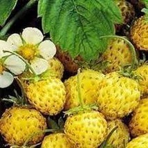 Giant Strawberry 300 PCS Seeds A1705 - $36.53 MXN