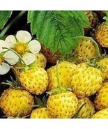 Giant Strawberry 300 PCS Seeds - €3,38 EUR