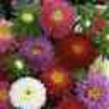  50 Seeds. Aster Dwarf Milady Mix 5 Colors 3” Flowers Non-GMO - £9.55 GBP