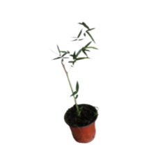 Live Bamboo Plant - Very Cold Hardy Japanese Bamboo - $9.79