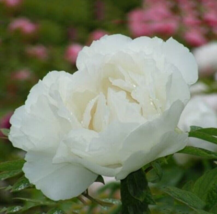 BELLFARM &#39;Bai Dew&#39; Snow-white Peony Tree Flower 5 Seeds - £8.51 GBP