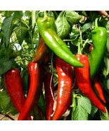 Gourmet Ramiro Sweet Pepper Seeds (5) - Easy to Grow, Fresh Garden Produ... - £5.59 GBP