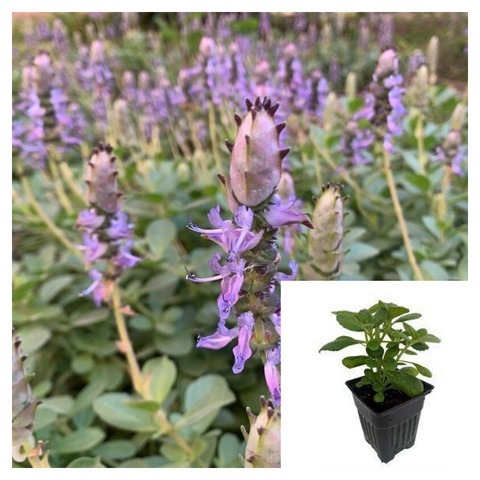 Coleus Neochilus 4Inches Plant Smelly Blue Lobster Flower succulent Live... - $18.99
