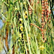 US Seller 20 Shoestring Acacia Seeds Acacia Stenophylla Fast Shipping - $13.90