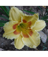 SD Hemerocallis Leprechaun Eyes Daylily One Mature Eyes Bareroot Fast Grow - $13.70